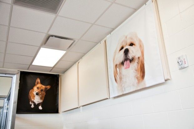 Dog images on soundproofing panels